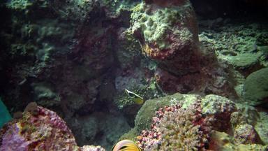 珊瑚礁热<strong>带鱼</strong>美丽的水下景观热<strong>带鱼</strong>珊瑚埃及
